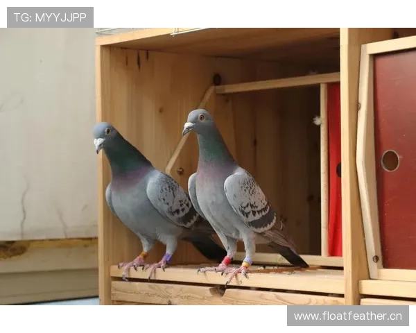 了解AG真人版会员注册的流程和步骤让你快速顺利成为VIP会员之路 了解AG真人版会员注册的流程和步骤让你快速顺利成为VIP会员之路